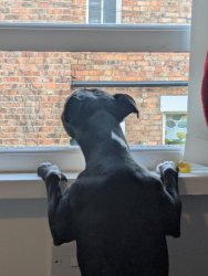Arbi Window Meme Template
