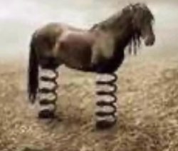 cavallo primavera Meme Template