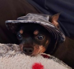 Wait dog with hat Meme Template