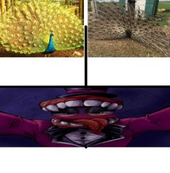 Peacock Template Meme Template