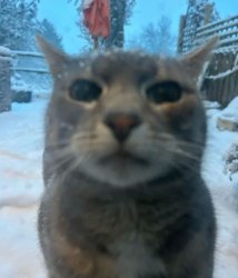 Cat Meme Template