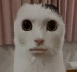 1000 Yard Stare Cat Meme Template
