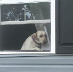 Nosy Labrador Retriever Meme Template