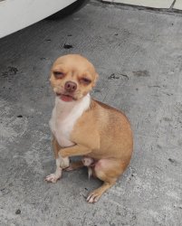Sceptic dog Meme Template
