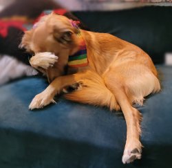 Dog Face Palm (Dexter) Meme Template