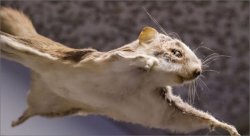 Flying Squirrel Meme Template