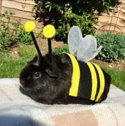 Bee guinea pig Meme Template