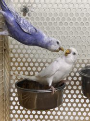 Bird Yelling meme Meme Template