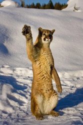 cat high five Meme Template