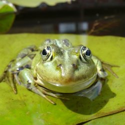 Frog closer look Meme Template