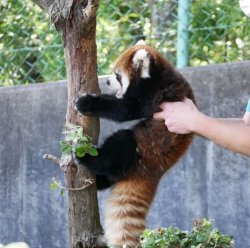 Please NO red Panda Meme Template