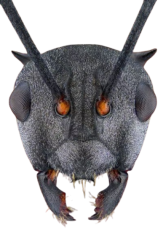 ant head Meme Template
