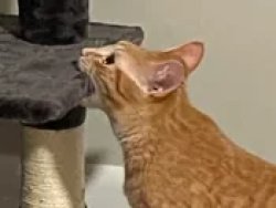 Orange Cat Biting a Cat Tree Meme Template
