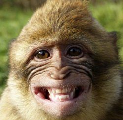 monkey Meme Template