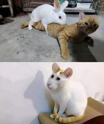 Cat Rabbit Meme Meme Template