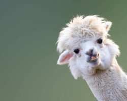 Hey girl alpaca Meme Template