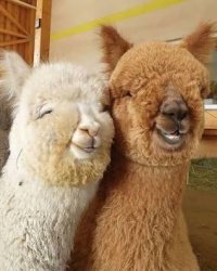 Bestie alpaca Meme Template