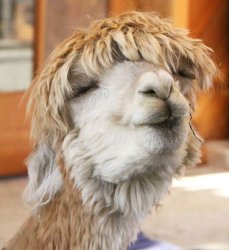 Happy Alpaca Meme Template