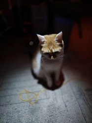 sad cat in spotlight Meme Template