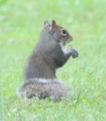 Squirrel Caught Meme Template