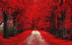 Red trees Meme Template