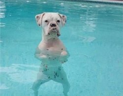 Pool dog Meme Template