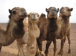 Four camels Meme Template