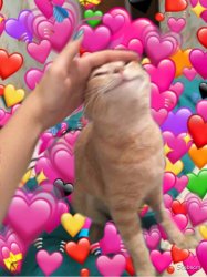 Kitty Love Meme Template