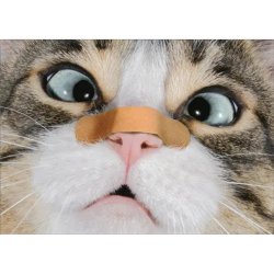 Cat Meme Template