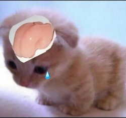 Smooth brain cat Meme Template