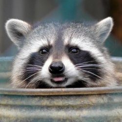 racoon Meme Template