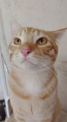 Unamused Cat Meme Template