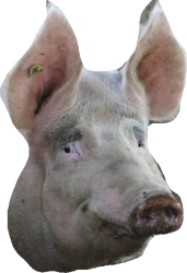 Pig Meme Template