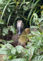 Don’t talk to me or my duckling ever again Meme Template