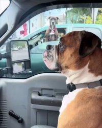 Dog staring at other dog Meme Template