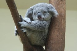 Sleepy Koala Meme Template