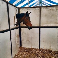 Hello Horse Meme Template