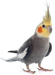cockatiel Meme Template