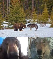 Bear and Wolf Faceoff Meme Template