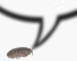 Bug says Meme Template