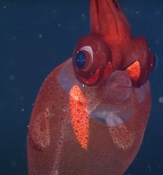 funny fish Meme Template