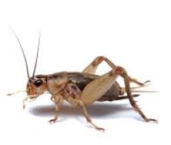 Cricket Meme Template