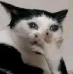 cat funny Meme Template