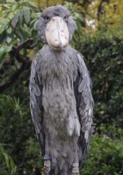 Murder Stork Meme Template