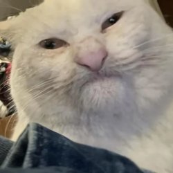 Grumpy Cat Meme Template