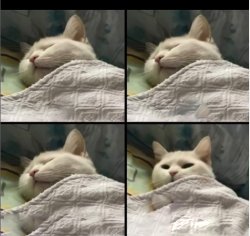 cat sleeping then waking up meme Meme Template