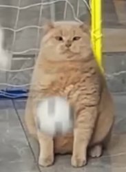 Bullied Cat Meme Template