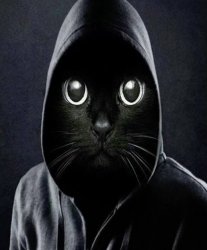 Black cat at in a hood meme Meme Template