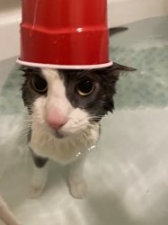 soggy wet cat Meme Template
