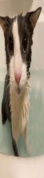 soggy wet cat 2 Meme Template